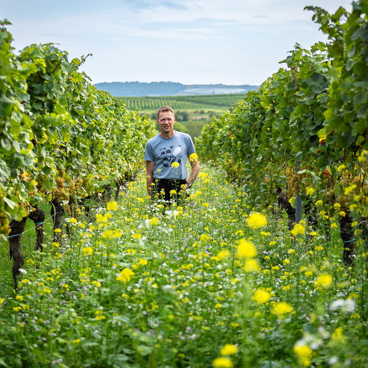 Bild Weinlese_25_k-1.jpg