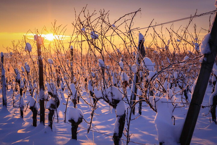 2021 Festtagsmenü / Weingut Nauerth-Gnägy / Schweigen-Rechtenbach