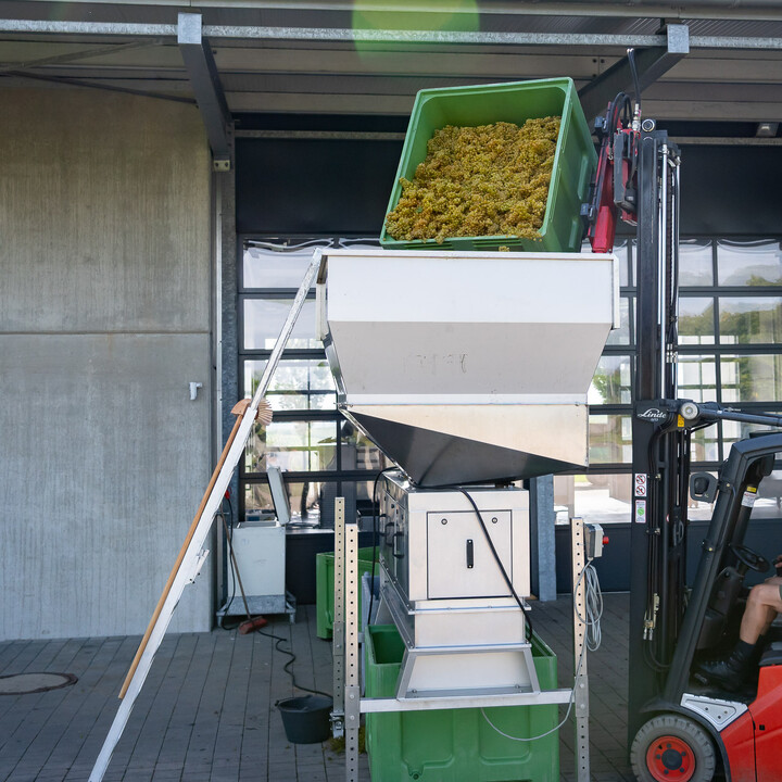 Bild Weinlese_25_k-32.jpg