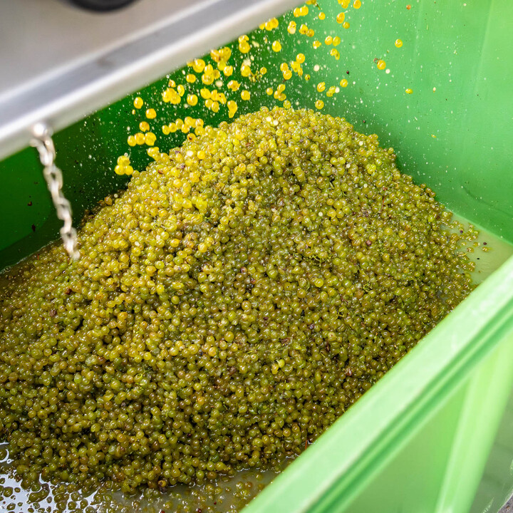 Bild Weinlese_25_k-33.jpg