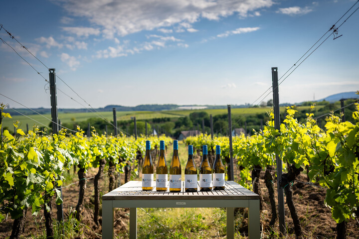  Spargelzeit 6er Paket / Weingut Nauerth-Gnägy / Schweigen-Rechtenbach