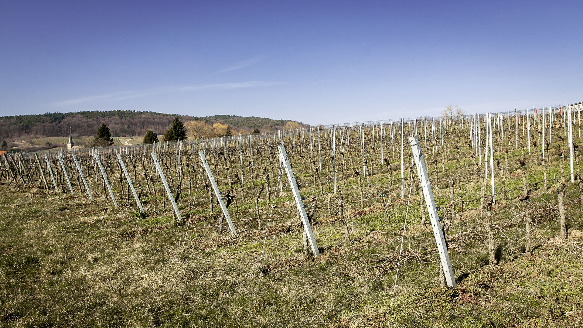 Bild 0 EISENBART Spätburgunder Rotwein trocken